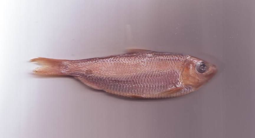 如何區分龍頭魚和江龍魚