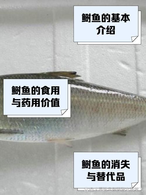 如何區分龍頭魚和江龍魚