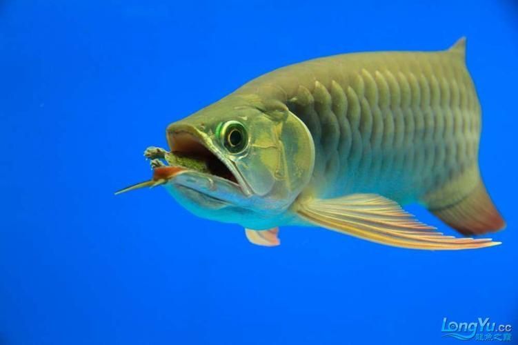如何判斷龍魚是否適應(yīng)野生小魚？，如何判斷龍魚與否適應(yīng)野生小魚？