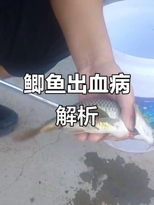 如何判斷魚是否細菌感染，arxiv論文助手arxiv論文助手判斷魚是否細菌感染
