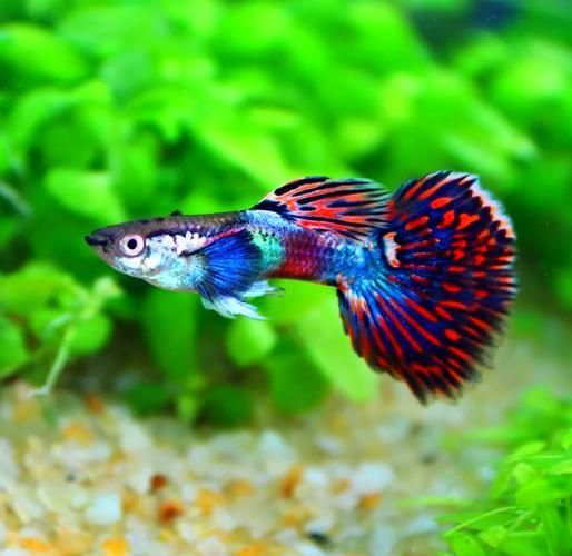 如何判斷一種魚(yú)是否好養(yǎng)，如何判斷一種魚(yú)是否好養(yǎng)魚(yú)種（arxiv論文助手）