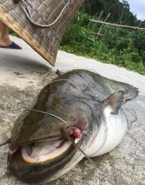 江口龍魚有哪些獨特特征？，江口龍魚的獨特特征