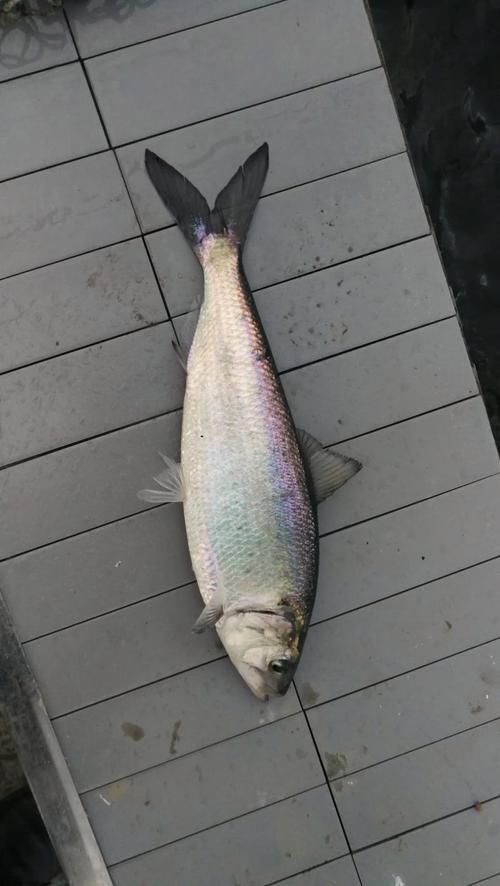 如何區(qū)分江龍魚和龍頭魚？，“江龍魚”和“江龍魚”的區(qū)分江龍魚和龍頭魚的區(qū)別