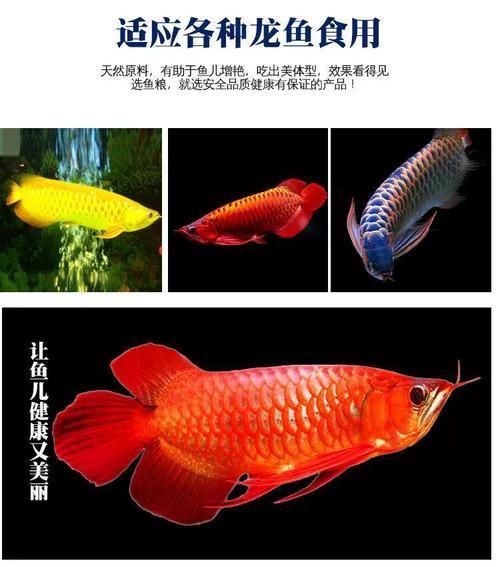 推薦幾款性價比高的紅龍飼料，紅龍飼料**紅龍飼料選擇與喂養
