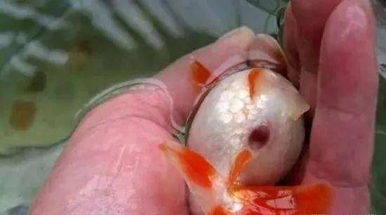 招財(cái)魚腸炎如何治療，招財(cái)魚腸炎招財(cái)魚腸炎如何治療1000+配圖指南