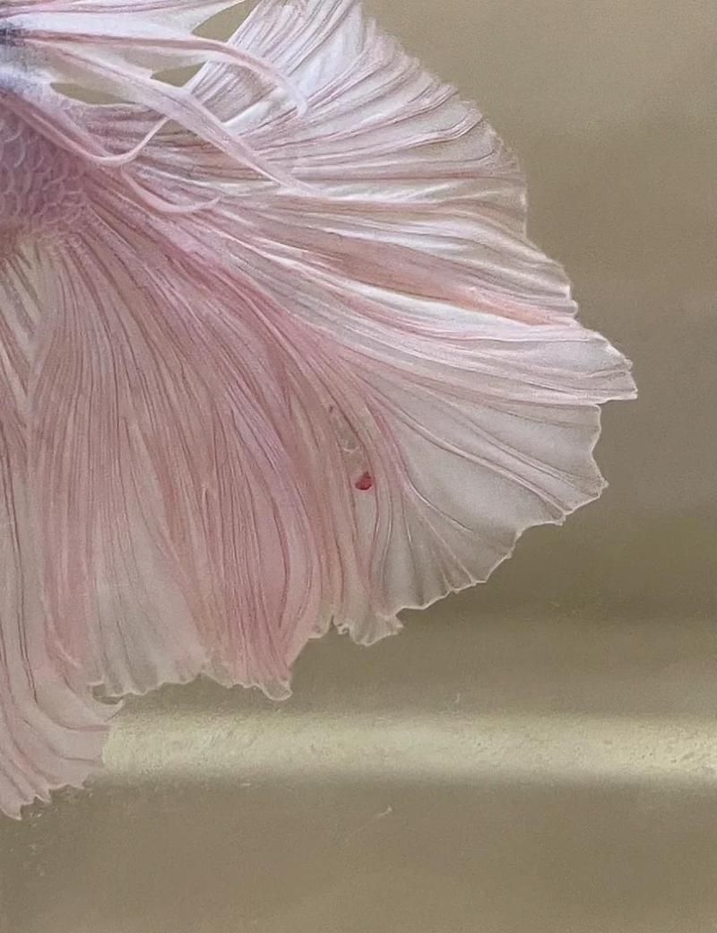 哪些情況下魚尾充血適合使用鹽水，斗魚尾巴紅血絲治療全攻略漫影小孫蝴蝶鯉鰭尾充血治療全攻略