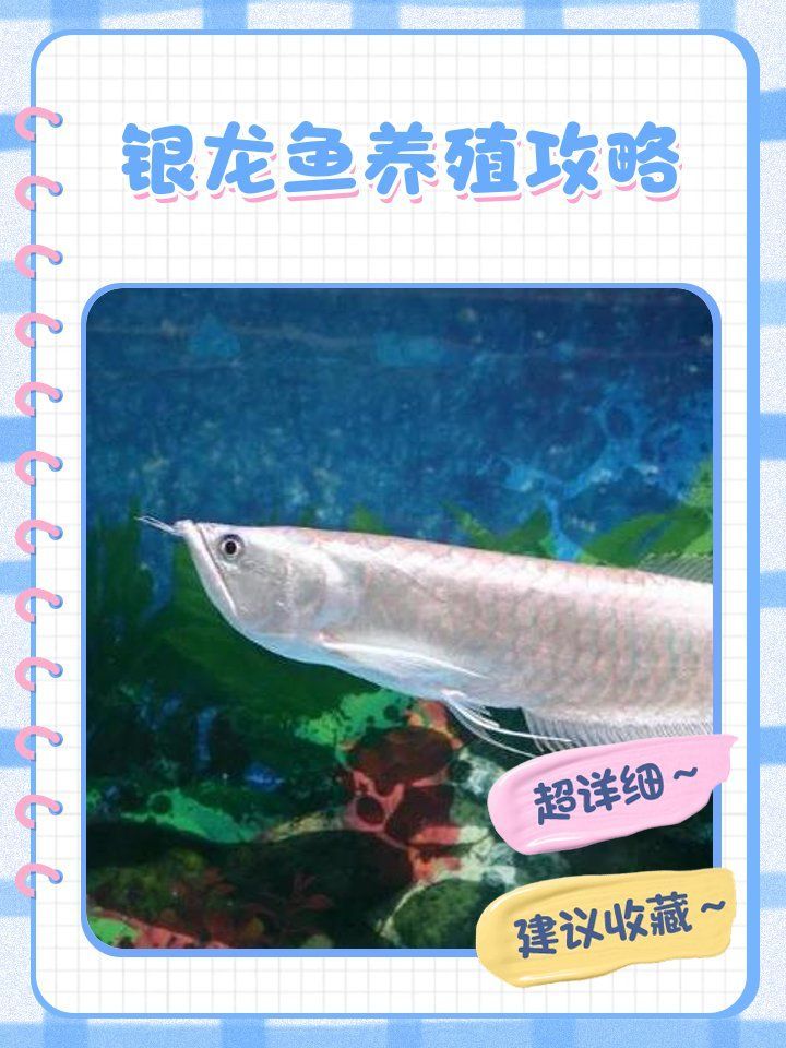 給我推薦幾款適合白化銀龍魚的魚缸，如何為白化銀龍魚選擇合適的魚缸？