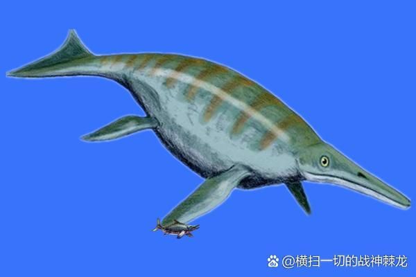 魚龍有哪些種類