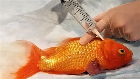 金魚受傷破皮會自愈嗎，金魚受傷破皮會自愈嗎金魚受傷破皮會自愈嗎