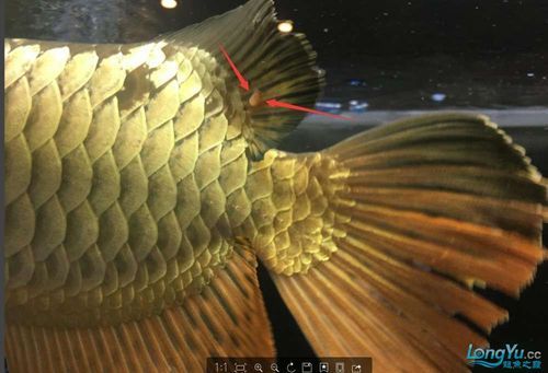 給我一些龍魚嘴角小肉粒的圖片，關于龍魚嘴角小肉粒的問題