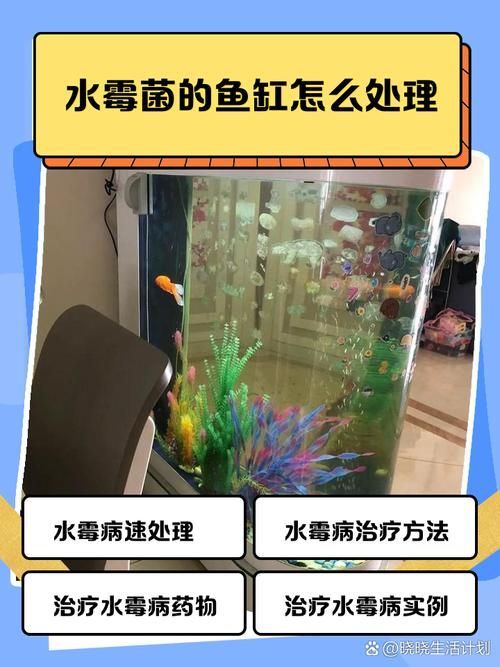 如何預防魚缸水霉病復發