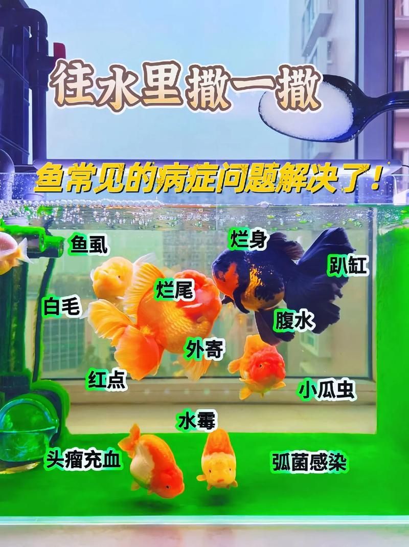 如何預防魚缸水霉病復發