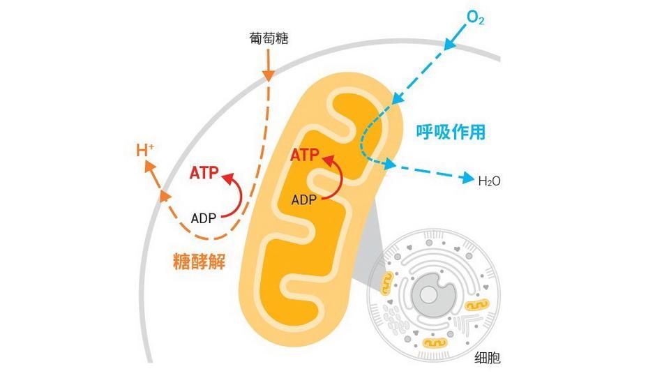 哪些因素會影響龍魚的耐餓能力？