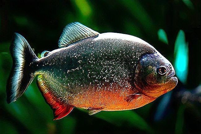 巴西亞魚，“巴西亞魚（arapaimagigas）、arapaimagigas）