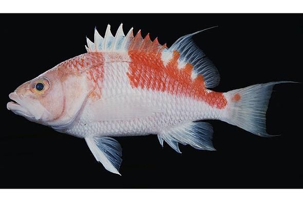 巴西亞魚，“巴西亞魚（arapaimagigas）、arapaimagigas）