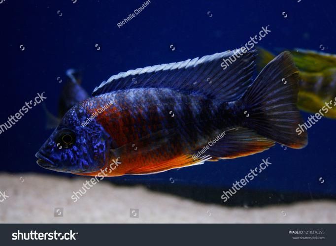 巴西亞魚，“巴西亞魚（arapaimagigas）、arapaimagigas）