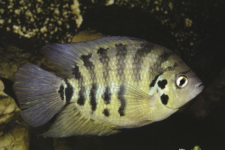 巴西亞魚，“巴西亞魚（arapaimagigas）、arapaimagigas）