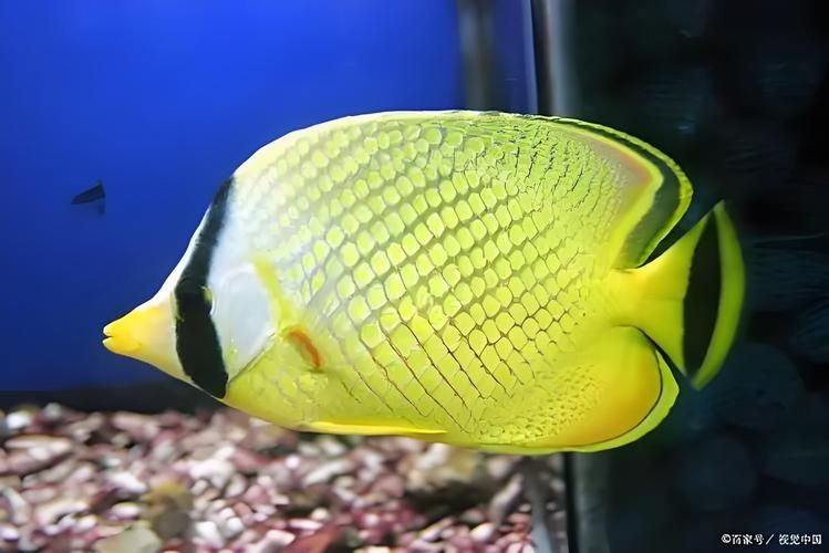 巴西亞魚，“巴西亞魚（arapaimagigas）、arapaimagigas）