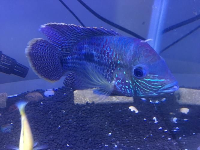 巴西亞魚，“巴西亞魚（arapaimagigas）、arapaimagigas）