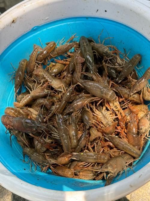 如何判斷龍魚是否喜歡蝦？，如何判斷龍魚是否喜歡蝦，用戶要求1000字內容和配圖