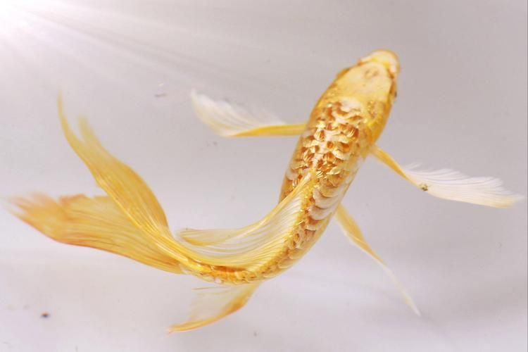 有哪些常見的龍鳳魚品系，如何區分龍鳳魚品種