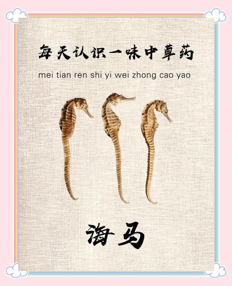 海龍和海馬的藥用價(jià)值有何不同，海龍和海馬有何不同