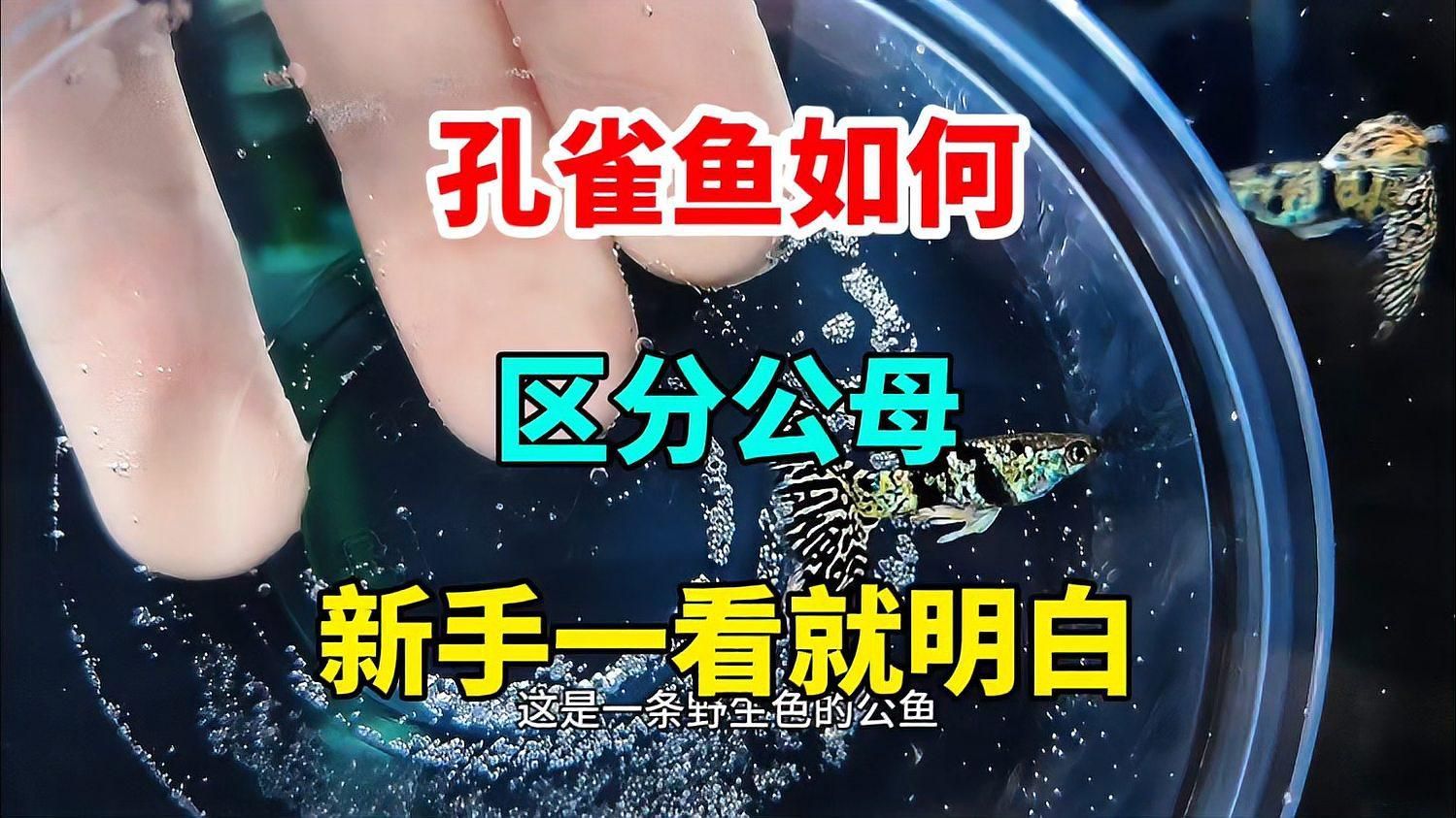 如何區分孔雀魚的雌雄，區分孔雀魚的雌雄主要有五個關鍵特征，新手也能輕松分辨