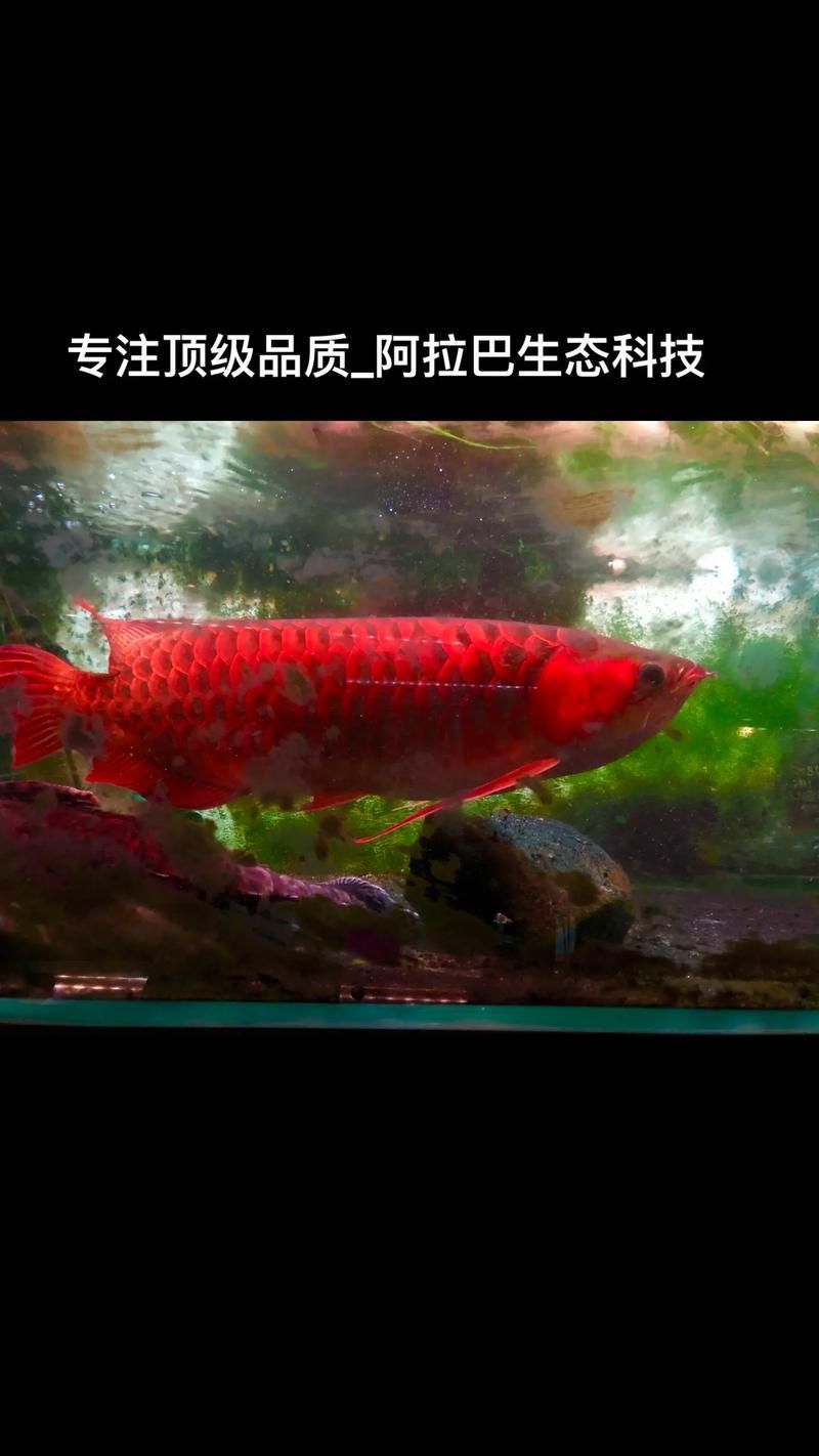 高檔龍魚的市場價格如何，過背金龍魚和辣椒紅龍魚的價格差異顯著，價格差異顯著