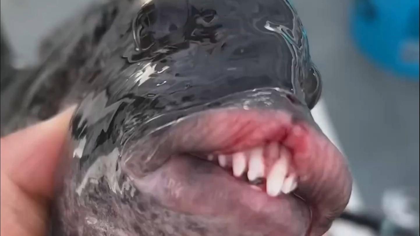 隆堯龍魚有哪些品種？，“隆堯龍魚”與“龍魚”有哪些獨(dú)特的特征隆頭魚品種分析
