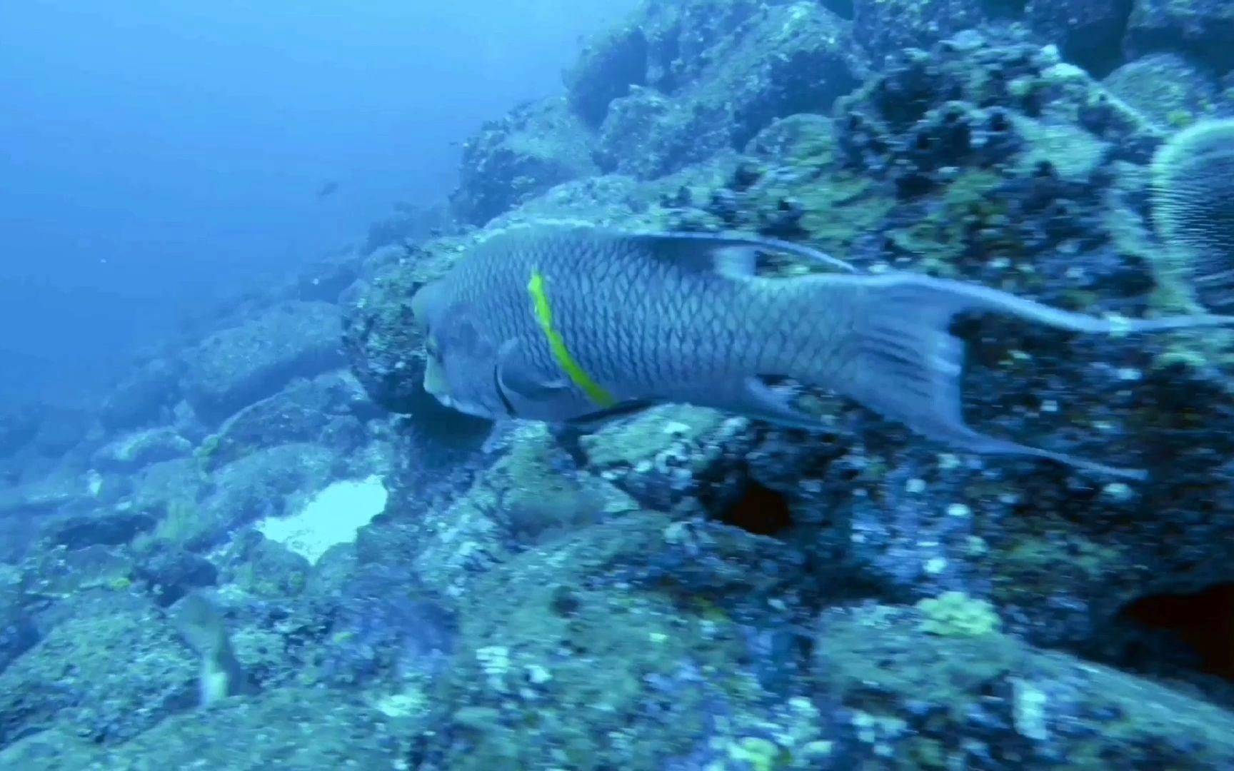隆堯龍魚有哪些品種？，“隆堯龍魚”與“龍魚”有哪些獨(dú)特的特征隆頭魚品種分析