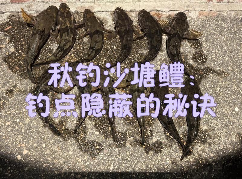 如何捕捉和烹飪沙龍魚？，mcp工具列表中無(wú)相關(guān)工具列表中無(wú)相關(guān)工具列表中無(wú)相關(guān)工具