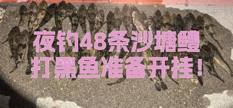 如何捕捉和烹飪沙龍魚？，mcp工具列表中無(wú)相關(guān)工具列表中無(wú)相關(guān)工具列表中無(wú)相關(guān)工具
