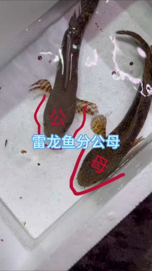 給我一些辨別龍魚真偽的圖片示例，如何辨別龍魚的真偽