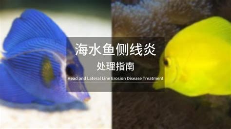 海水魚細(xì)菌感染能自愈嗎