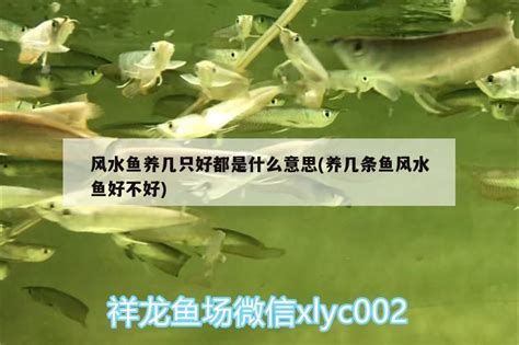 家里的魚突然死了玄學，家里的魚突然死了玄學，