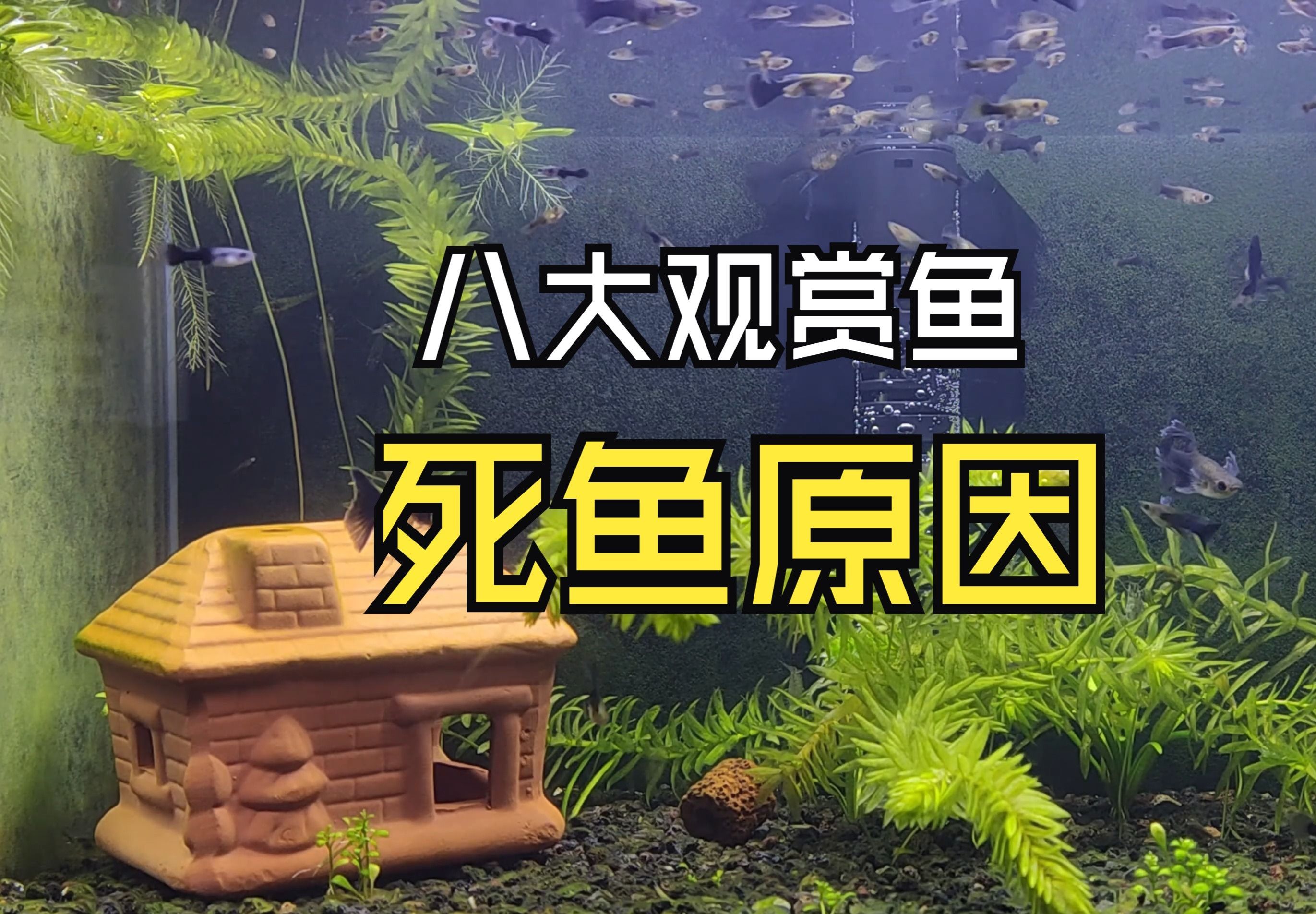 家里的魚突然死了玄學，家里的魚突然死了玄學，