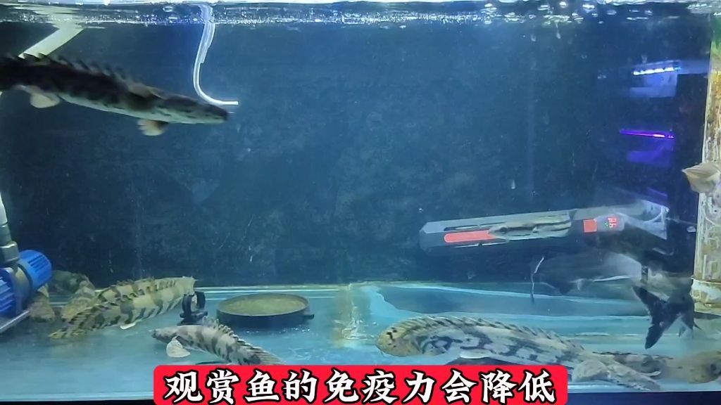 家里的魚突然死了玄學，家里的魚突然死了玄學，