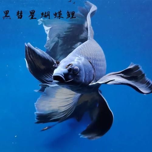能否提供更多七鰭魚的圖片，七鰭魚是一種常見的淡水魚類