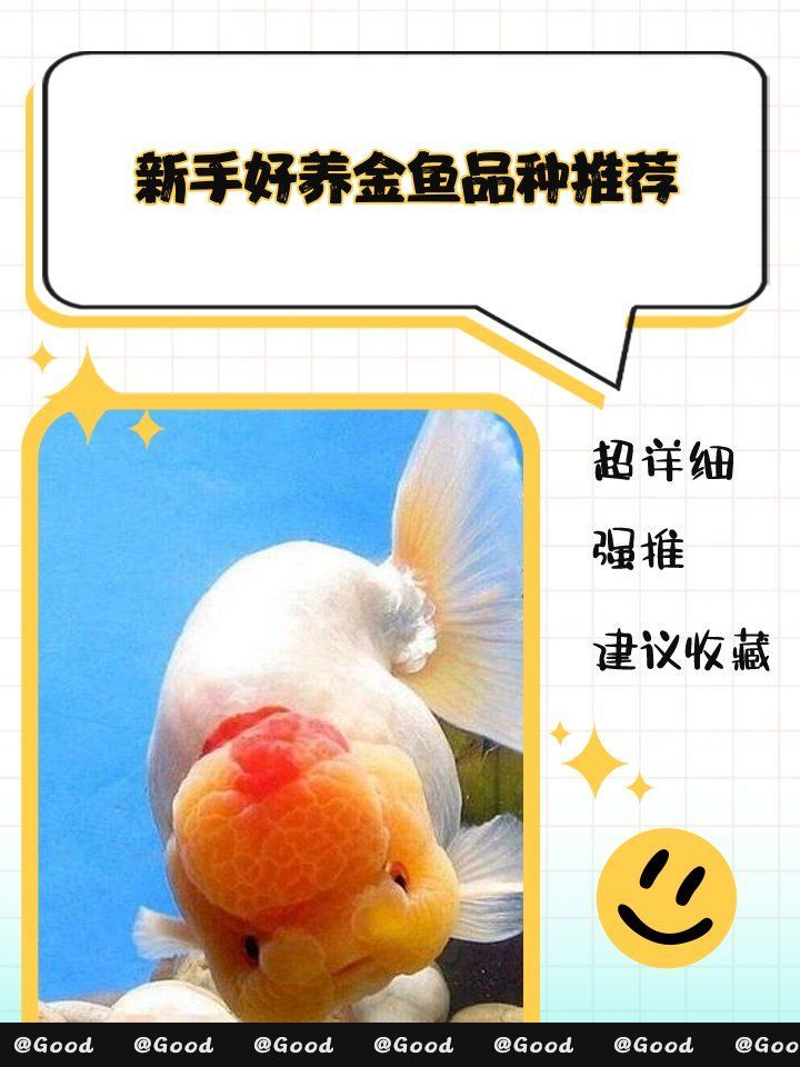 給我推薦一些適合新手的金魚品種，新手養金魚選對品種是關鍵