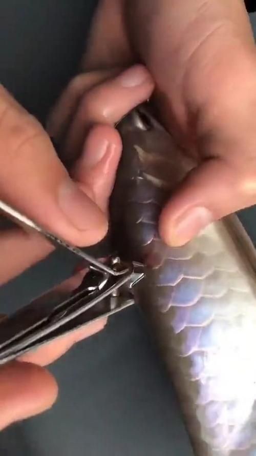 有哪些視頻教程演示龍魚鱗片修復(fù)？