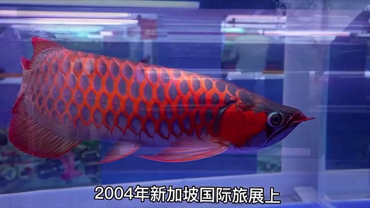 紅龍魚價格波動大嗎