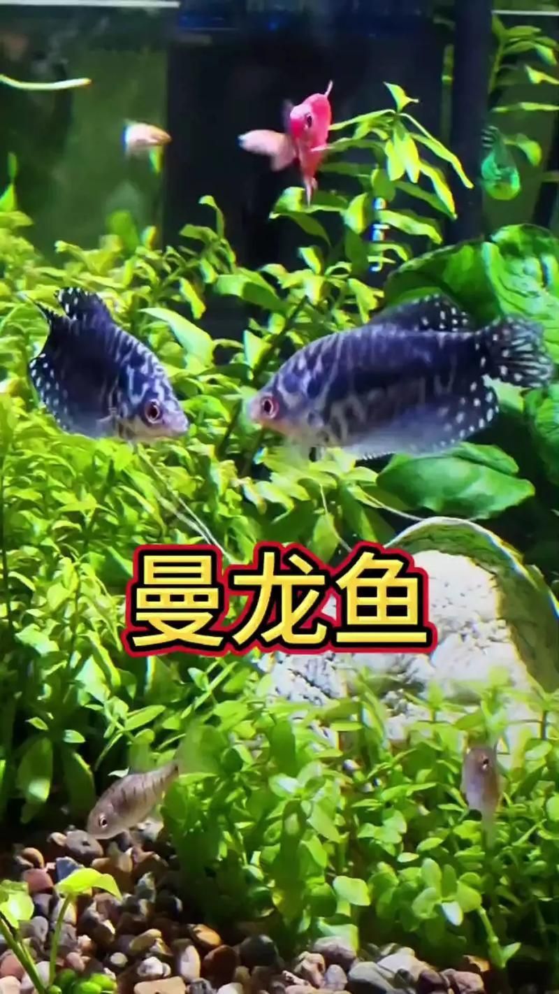 給我一些曼龍魚的圖片，曼龍魚的品種對(duì)比表，給我一些曼龍魚的圖片,曼龍魚的價(jià)格是多少