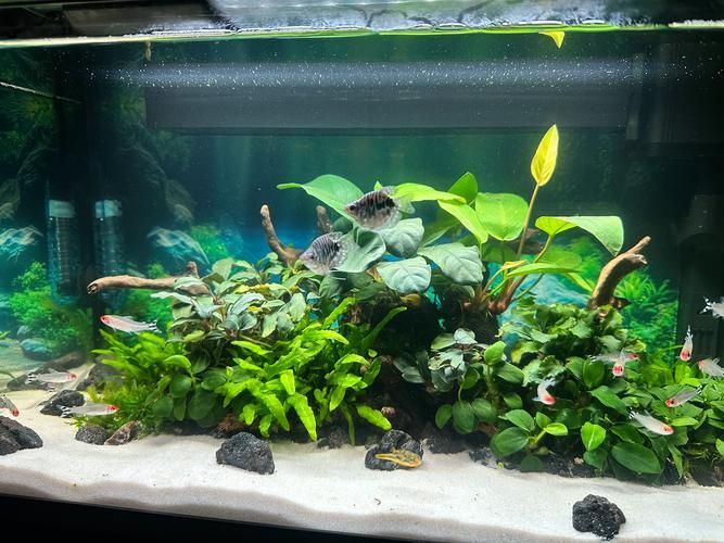給我一些曼龍魚的圖片，曼龍魚的品種對(duì)比表，給我一些曼龍魚的圖片,曼龍魚的價(jià)格是多少