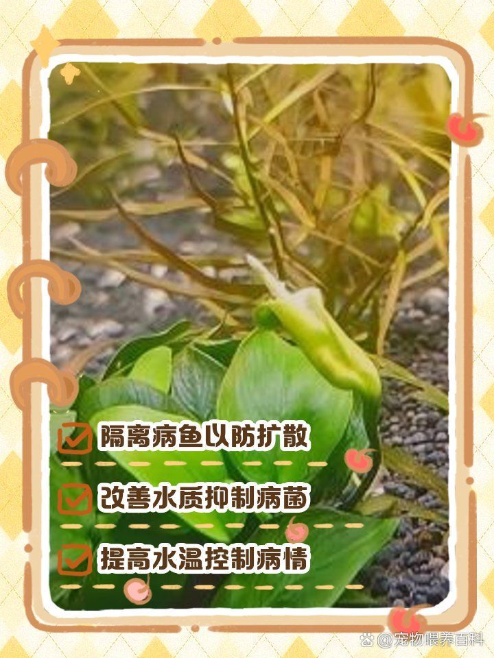 升溫治療水霉病需要注意什么，升溫治療水霉病需要注意什么,