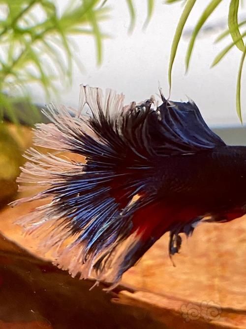 有哪些魚是絕對不能混養的，關于斗魚混養的問題
