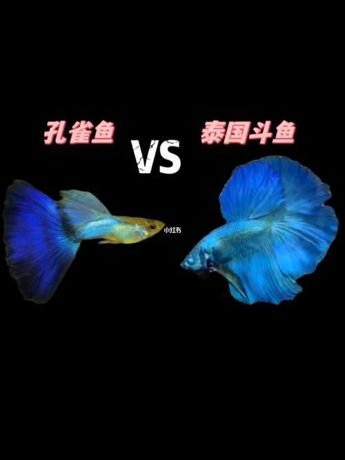 有哪些魚是絕對不能混養的，關于斗魚混養的問題