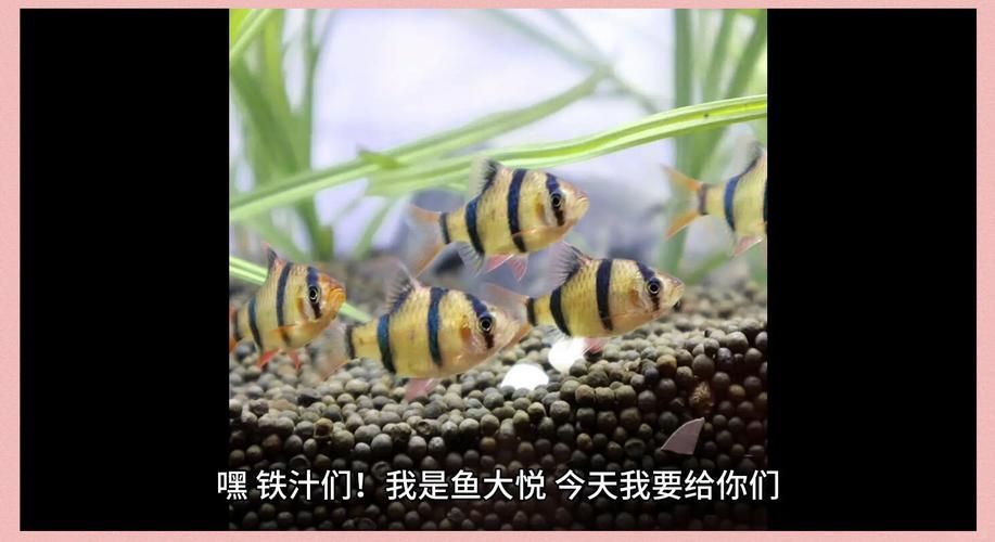 有哪些魚是絕對不能混養的，關于斗魚混養的問題