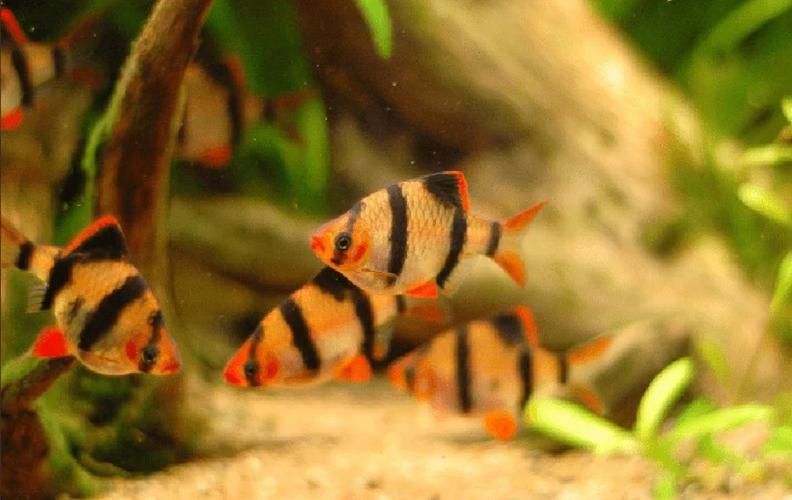 有哪些魚是絕對不能混養的，關于斗魚混養的問題