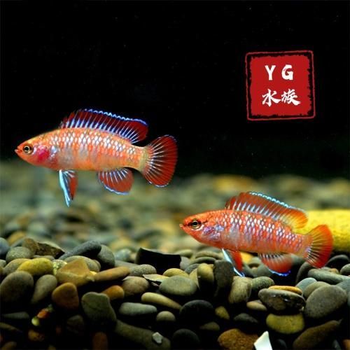 有哪些魚是絕對不能混養的，關于斗魚混養的問題