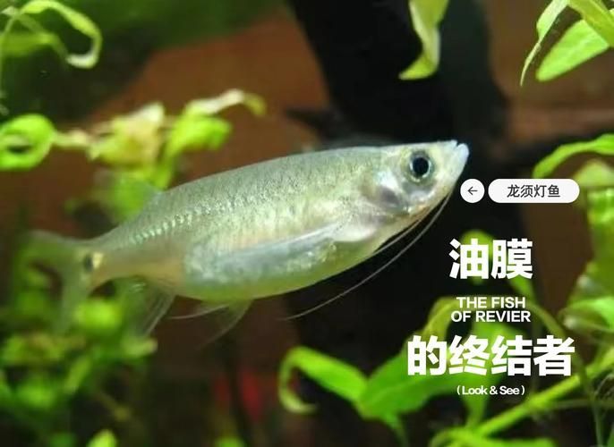 有哪些魚是絕對不能混養的，關于斗魚混養的問題